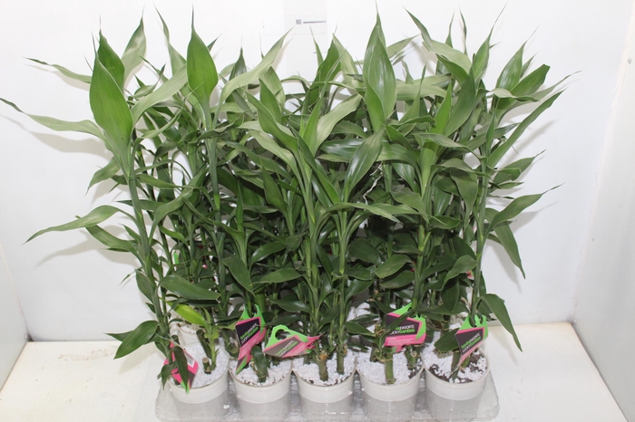 <h4>DRACENA LUCKY BAMBOO P12</h4>
