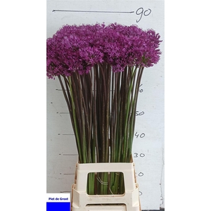 Allium Purple Sensation