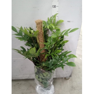 Philodendron pedatum