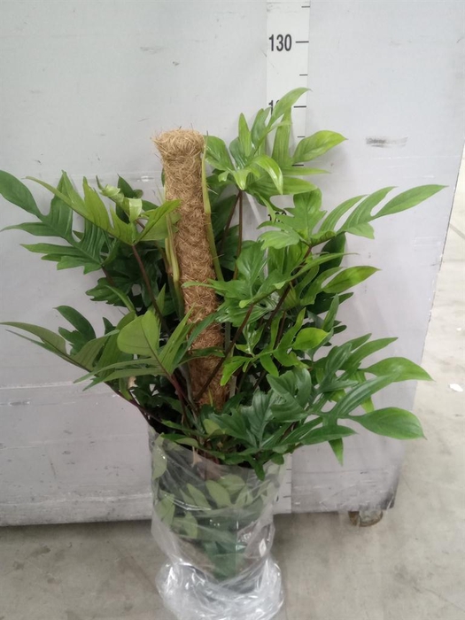 <h4>Philodendron pedatum</h4>