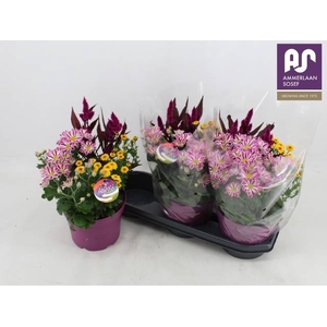 PERKPL GEM IN POT