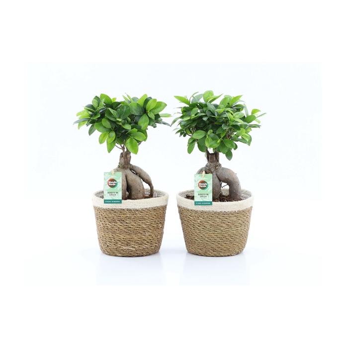 <h4>Ficus Ginseng in Noah Korb</h4>