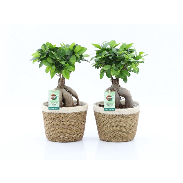 <h4>Ficus Ginseng in Noah Korb</h4>