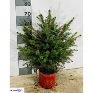 PICEA OMORIKA