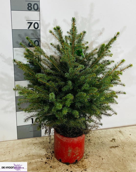 <h4>PICEA OMORIKA</h4>