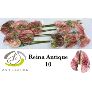 ANTH A REINA ANTIQUE 10