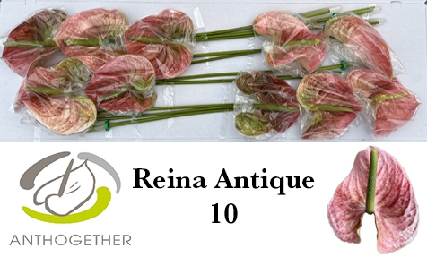 <h4>ANTH A REINA ANTIQUE 10</h4>