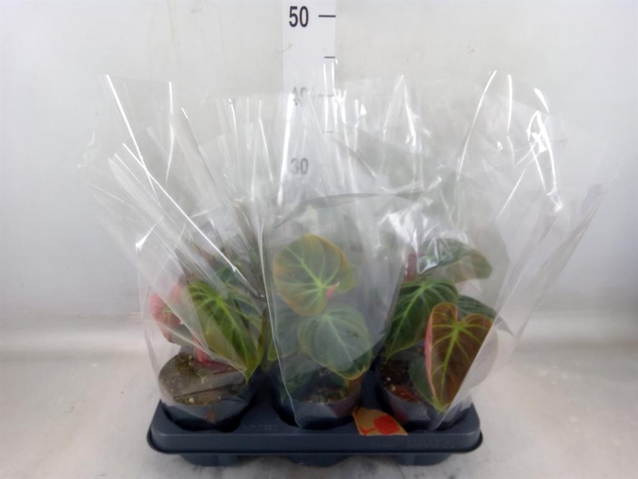 <h4>Philodendron   ...</h4>