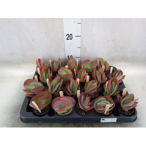 Kalanchoe NF thyrsiflora