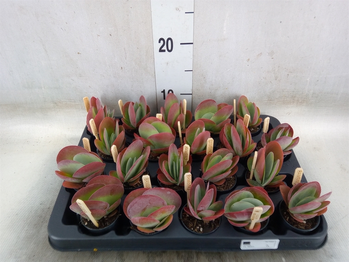 <h4>Kalanchoe NF thyrsiflora</h4>