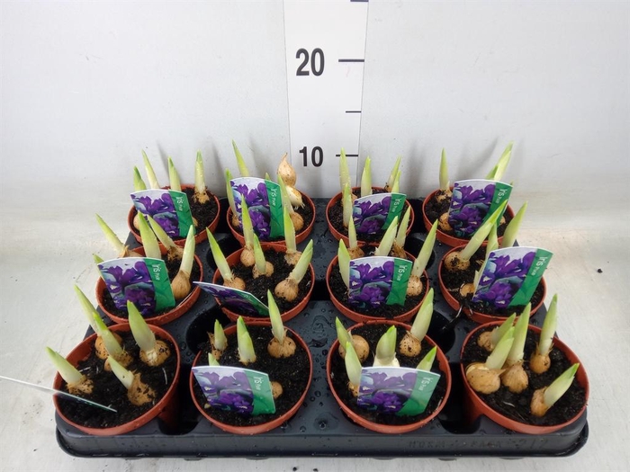 <h4>Iris reticulata 'Pixie'</h4>