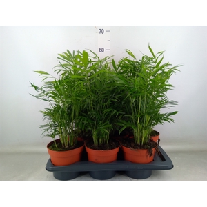Chamaedorea elegans