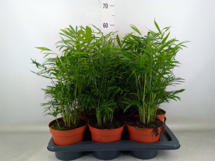 <h4>Chamaedorea elegans</h4>