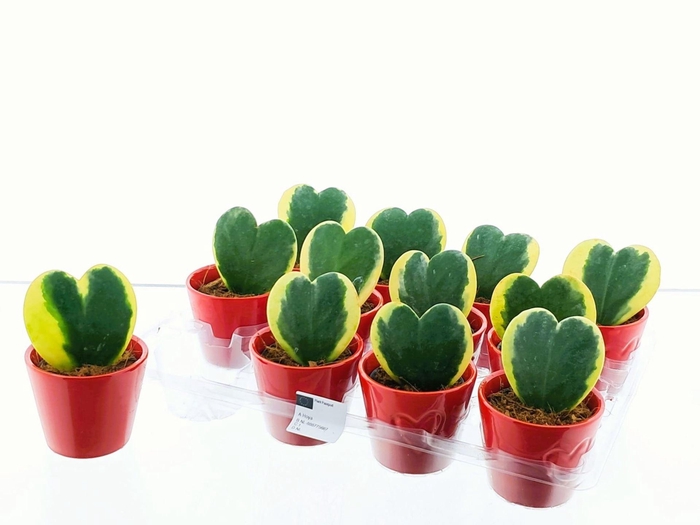 <h4>Hoya kerrii</h4>