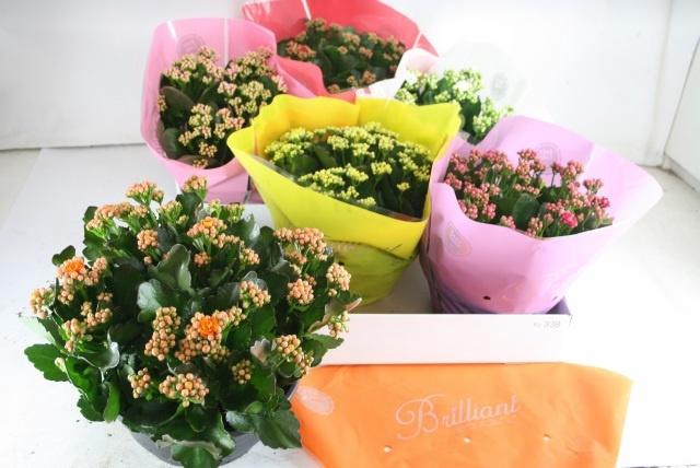 <h4>KAL GE GEM 6 KL</h4>
