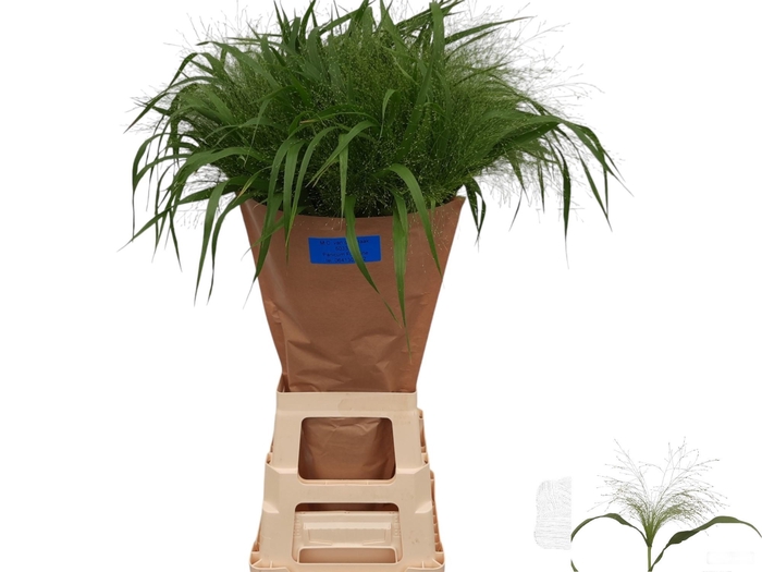 <h4>PANIC VI FONTAINE</h4>