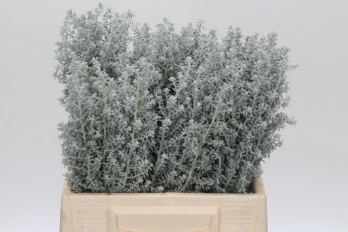 <h4>Kochia (Maireana Sedifolia)</h4>