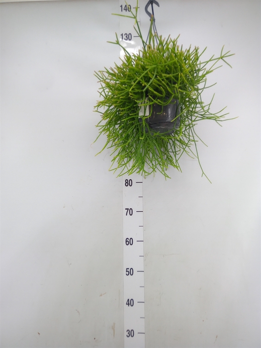 <h4>Rhipsalis pulchra</h4>