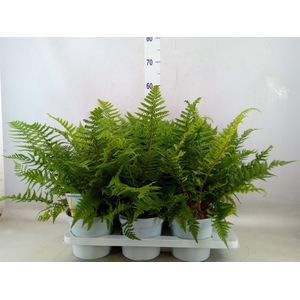 Dryopteris affinis