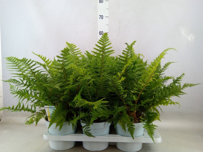 <h4>Dryopteris affinis</h4>