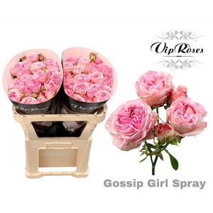 R Tr Gossip Girl