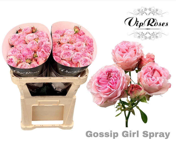 <h4>R TR GOSSIP GIRL</h4>