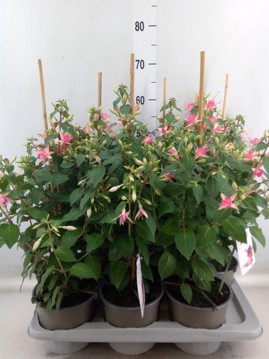 <h4>Fuchsia  'Walz Jubelteen'</h4>