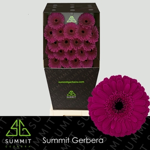 Germini Rhapsody Diamond