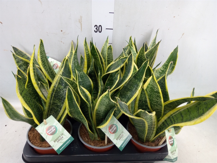 <h4>Sansevieria trifa. 'Futura Superba'</h4>