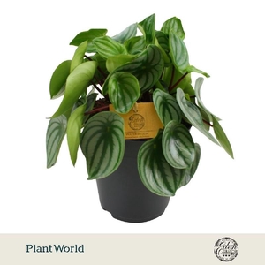 Peperomia Argyreia Eden BC