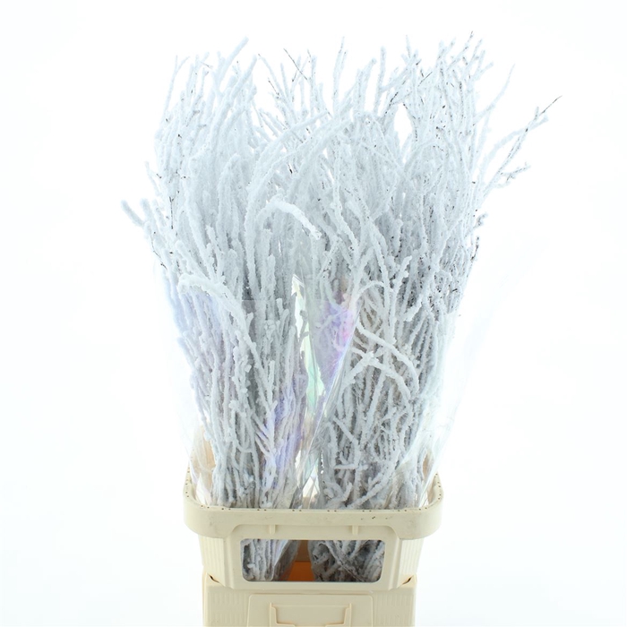 <h4>Berk Sneeuw 120cm (5 Stem P Bunch)</h4>