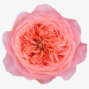 R GR MAYFIELD! JONG GEWAS B1