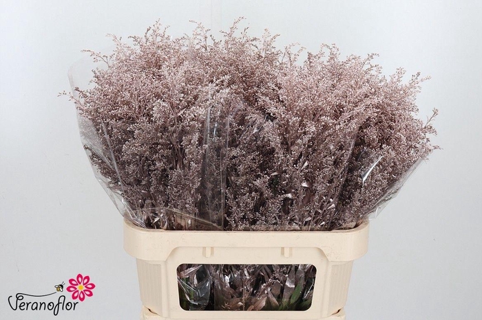 <h4>SOLI OV KLB H%</h4>