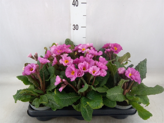 <h4>Primula ac.   ...</h4>