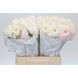 Ranunculus Clooney Hanoi