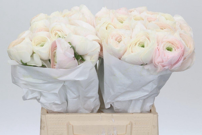 <h4>Ranunculus Clooney Hanoi</h4>