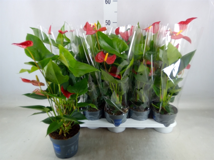 <h4>Anthurium andr. 'Karma Red'</h4>