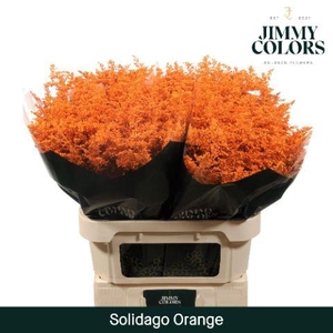 Solidago L80 Orange