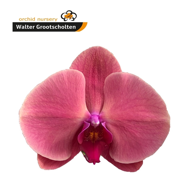 <h4>Phal Coral Sunset 7-9</h4>