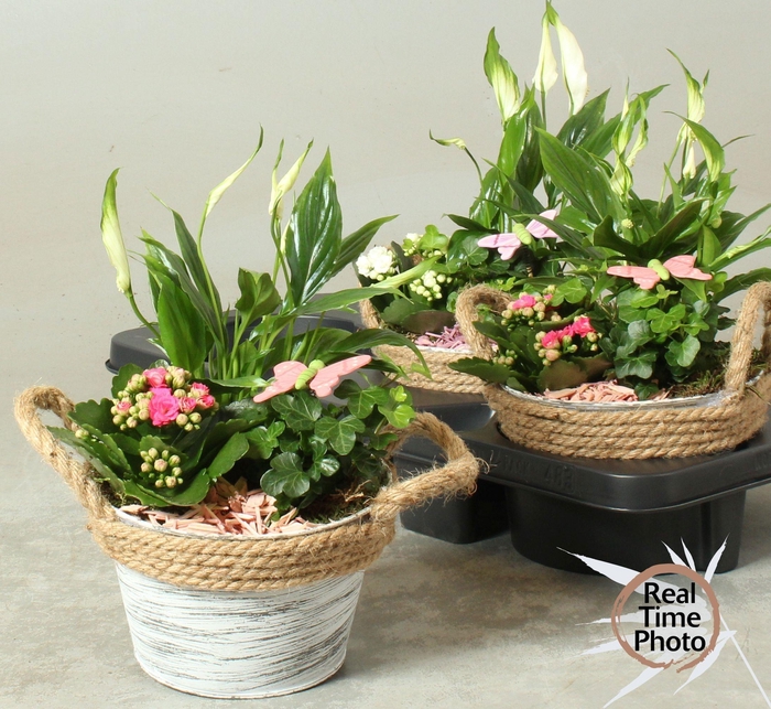 <h4>ARR KAMERPL</h4>