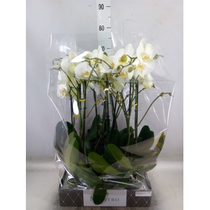 Phalaenopsis   ...white