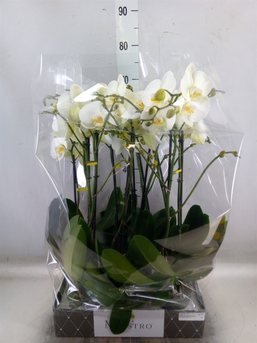 <h4>Phalaenopsis   ...white</h4>