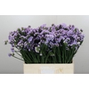 Limonium sinuatum Donau Birds