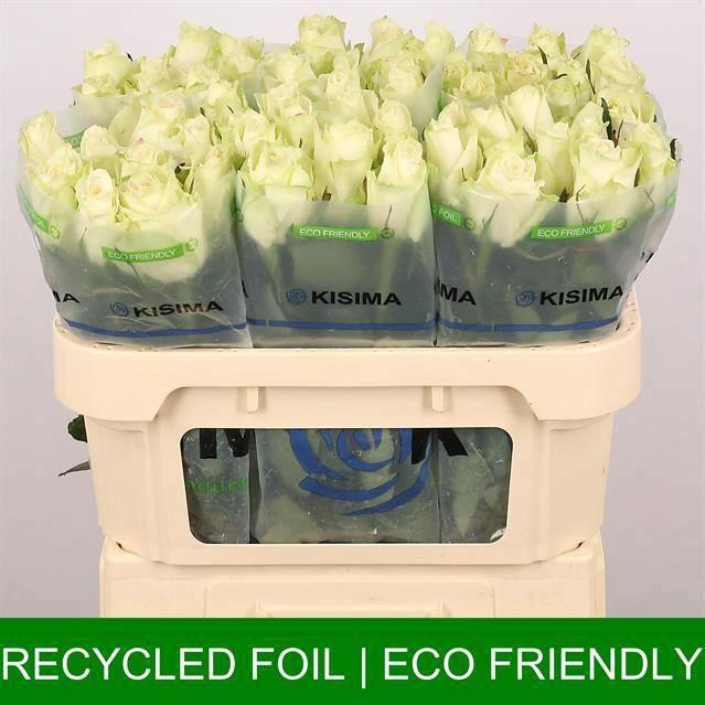 <h4>R GR ATHENA</h4>