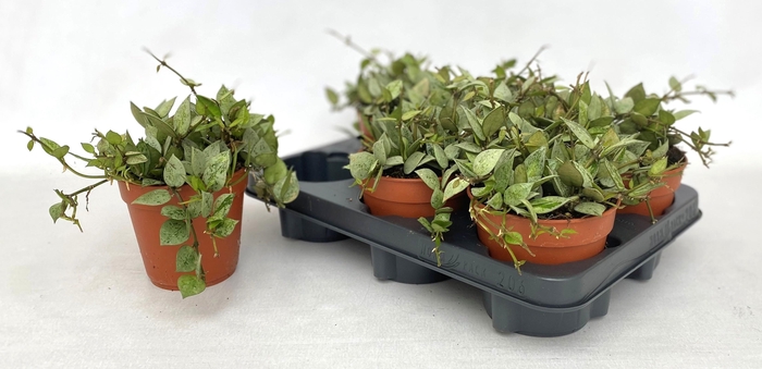 <h4>HOYA KR ESKIMO</h4>