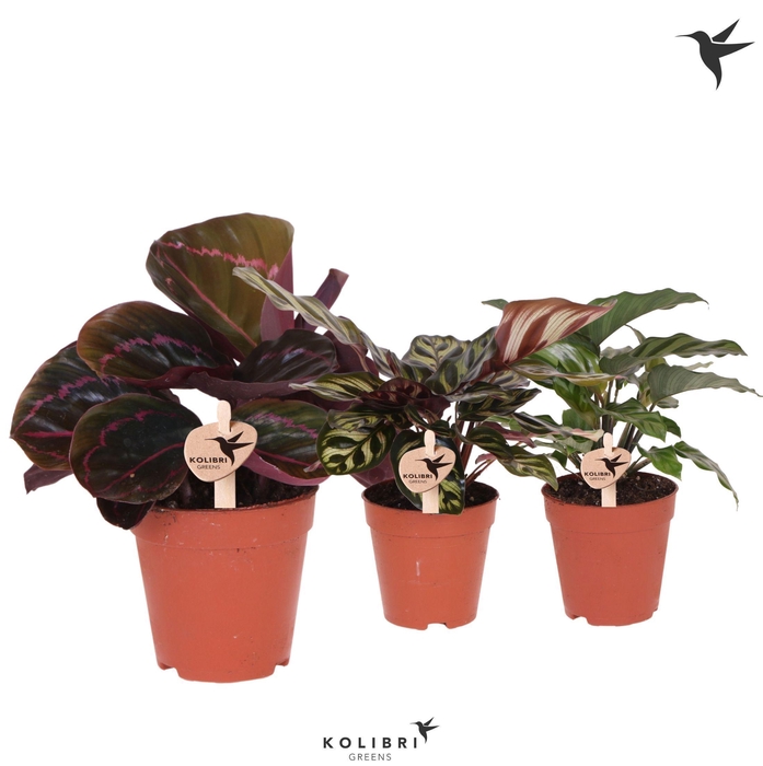 <h4>Kolibri Greens Calathea mix</h4>