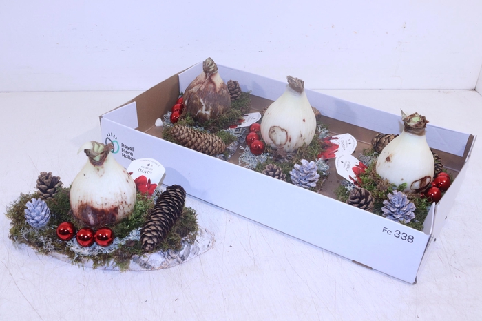 <h4>ARR HIPPEASTRUM</h4>