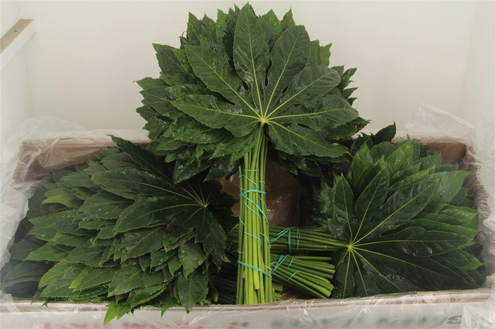 <h4>FATSIA JAPONICA BLAD</h4>