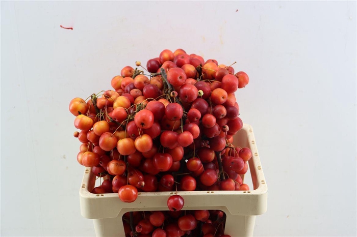 <h4>Malusappel Red Sentinel</h4>