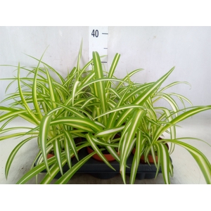 Chlorophytum com. 'Variegatum'